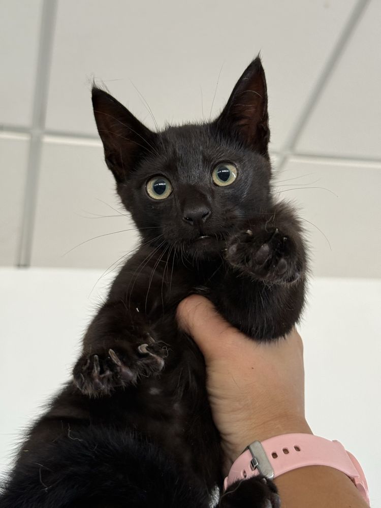 Gatinho 2 meses para adoção