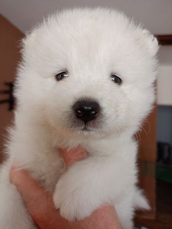 Samoyed szczenię