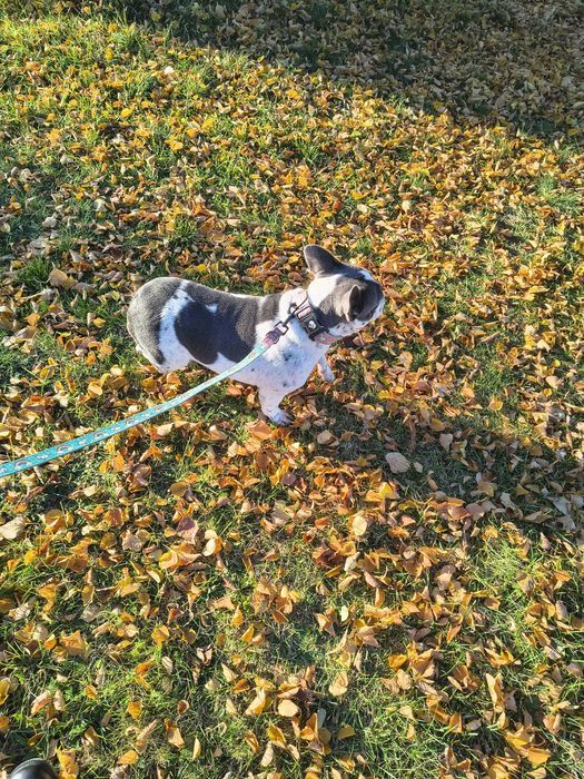 buldog francuski suka dorosła