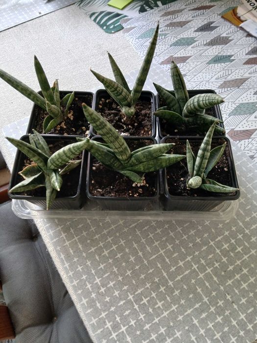 sansevieria 1 sztuka