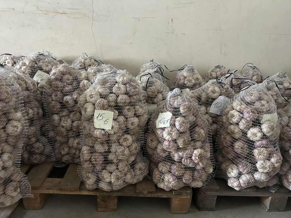 Czosnek Polski Harnaś