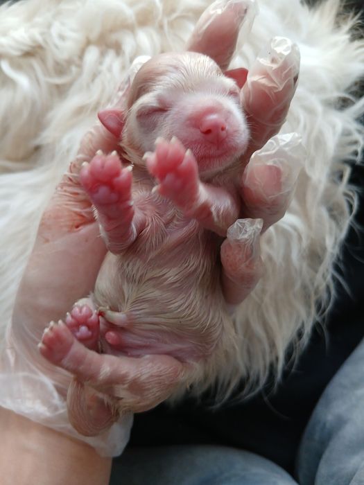 Suczka rasy maltańczyk