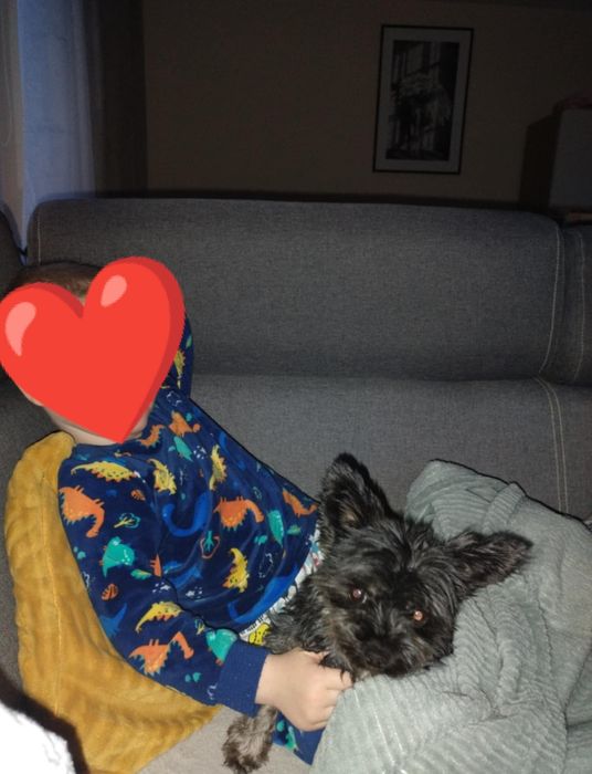 ZAGINĘŁA malutka suczka rasy york!