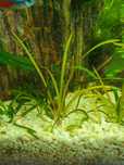 Sagittaria subulata -trawka strzałka do akwarium