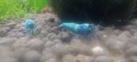 Krewetki akwariowe Blue Bolt