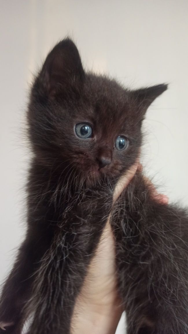 Віддамо кошенят 1міс