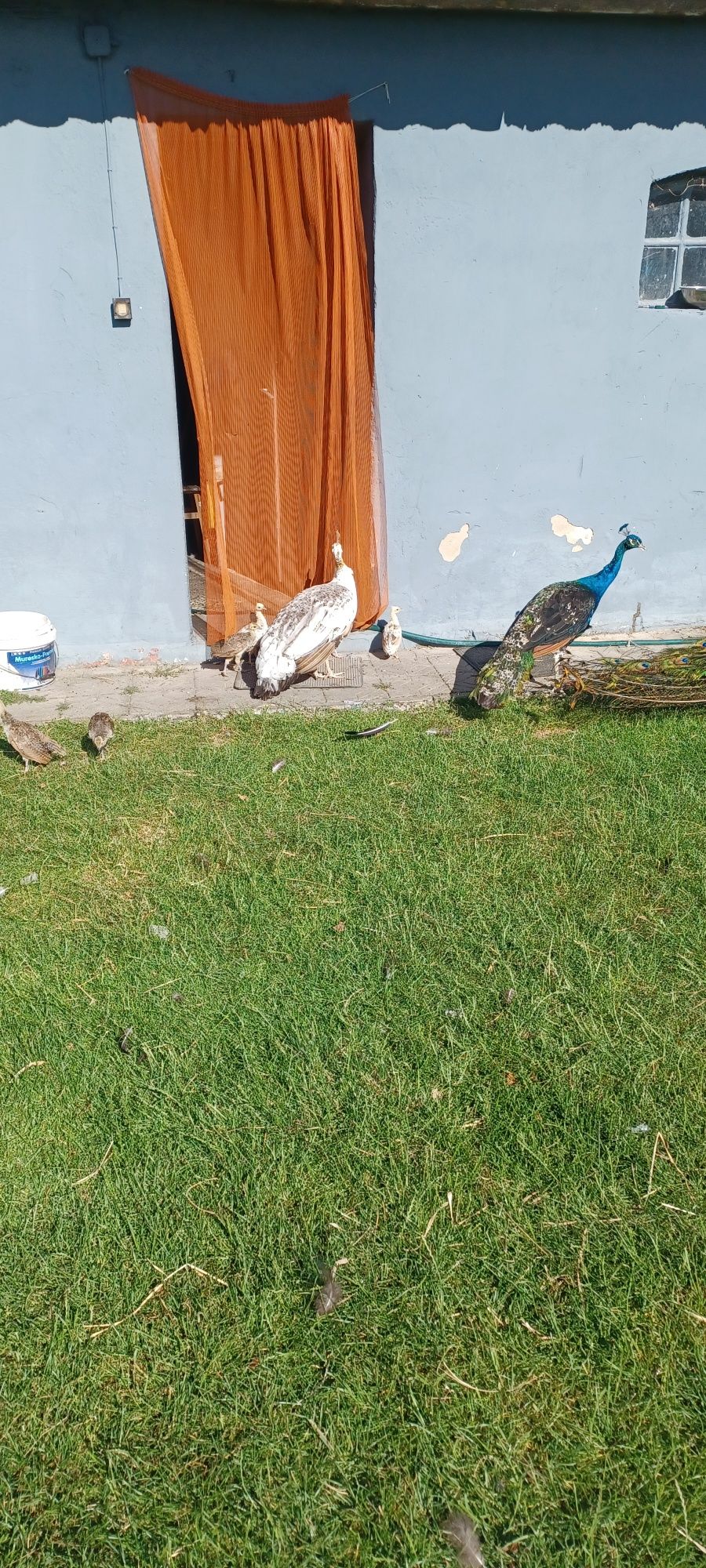 Sprzedam  pawie w różnym wieku