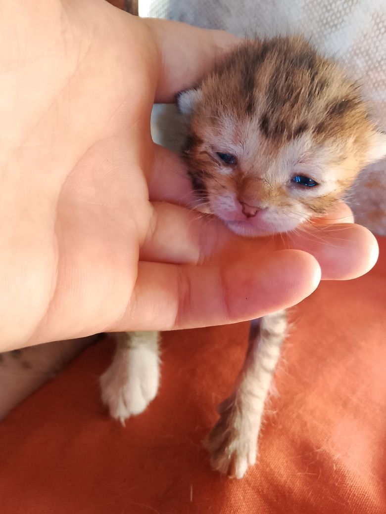 São 7 gatinhos com pouco tempo de vida 4 já com 1 mês e 3 com 3 semana