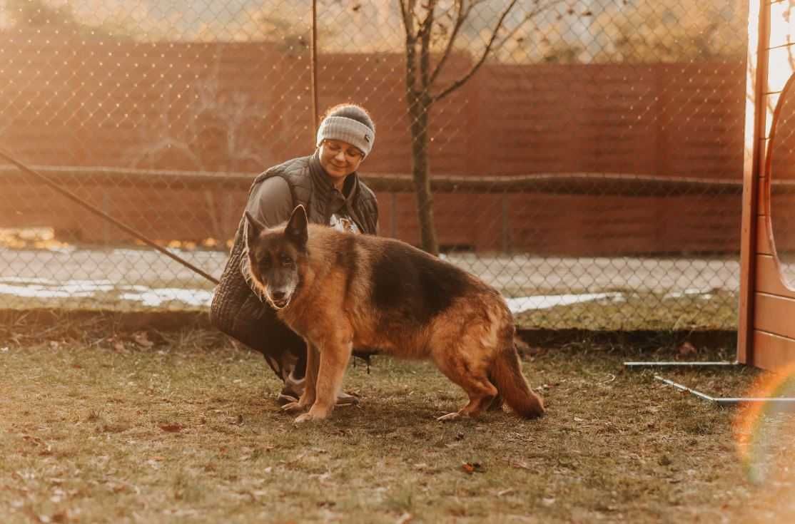 Psia dama-Stella-w typie owczarka niemieckiego poleca się do adopcji!
