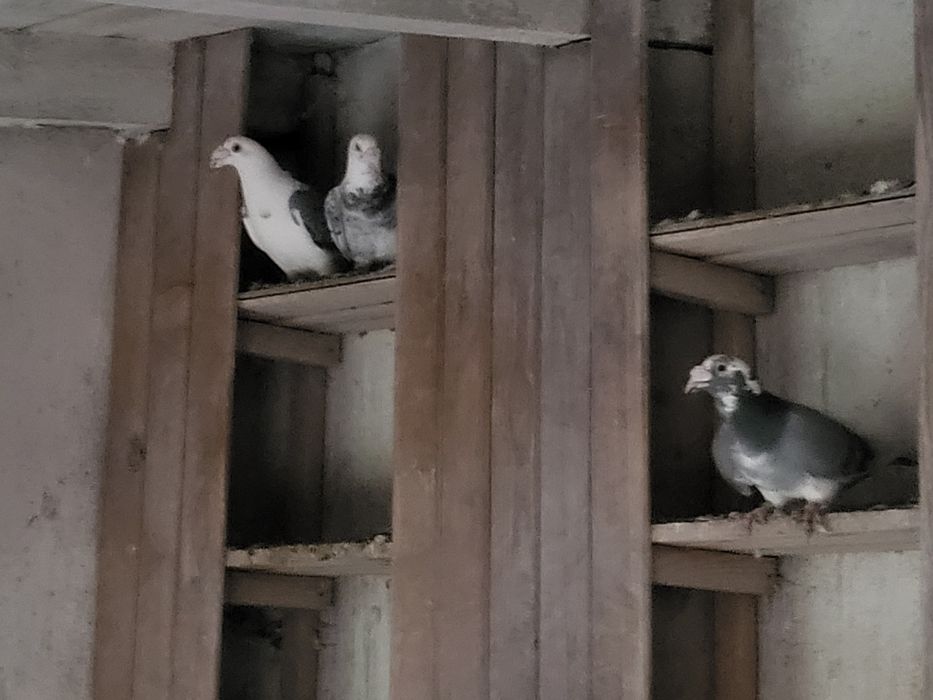 Gołębie Staropolskie