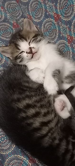 Адольф, Багіра, Васьок і компанія шукають родину!