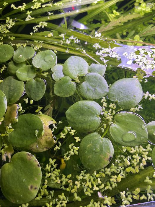 Planta de aquário flutuante