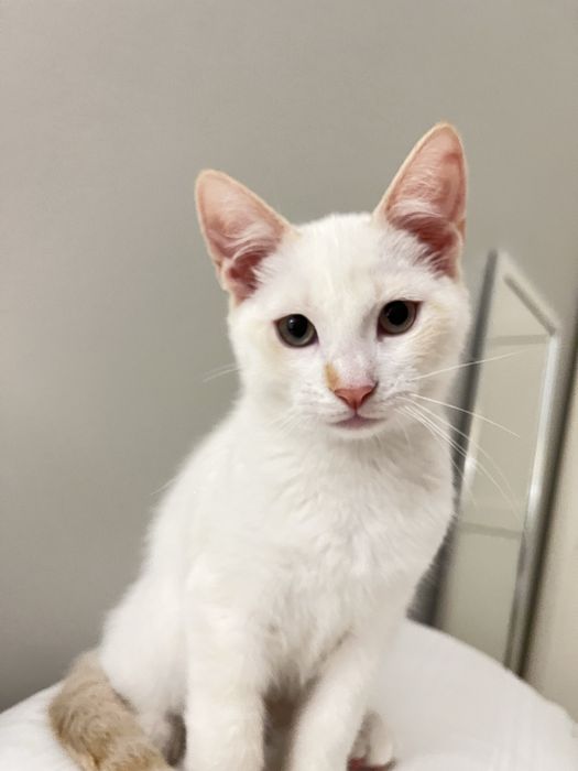 Gatinho bebé com dois meses desparasitado