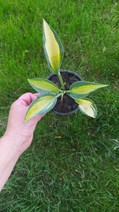 Багаторічники бересклет, барбарис, гібіскус, хости