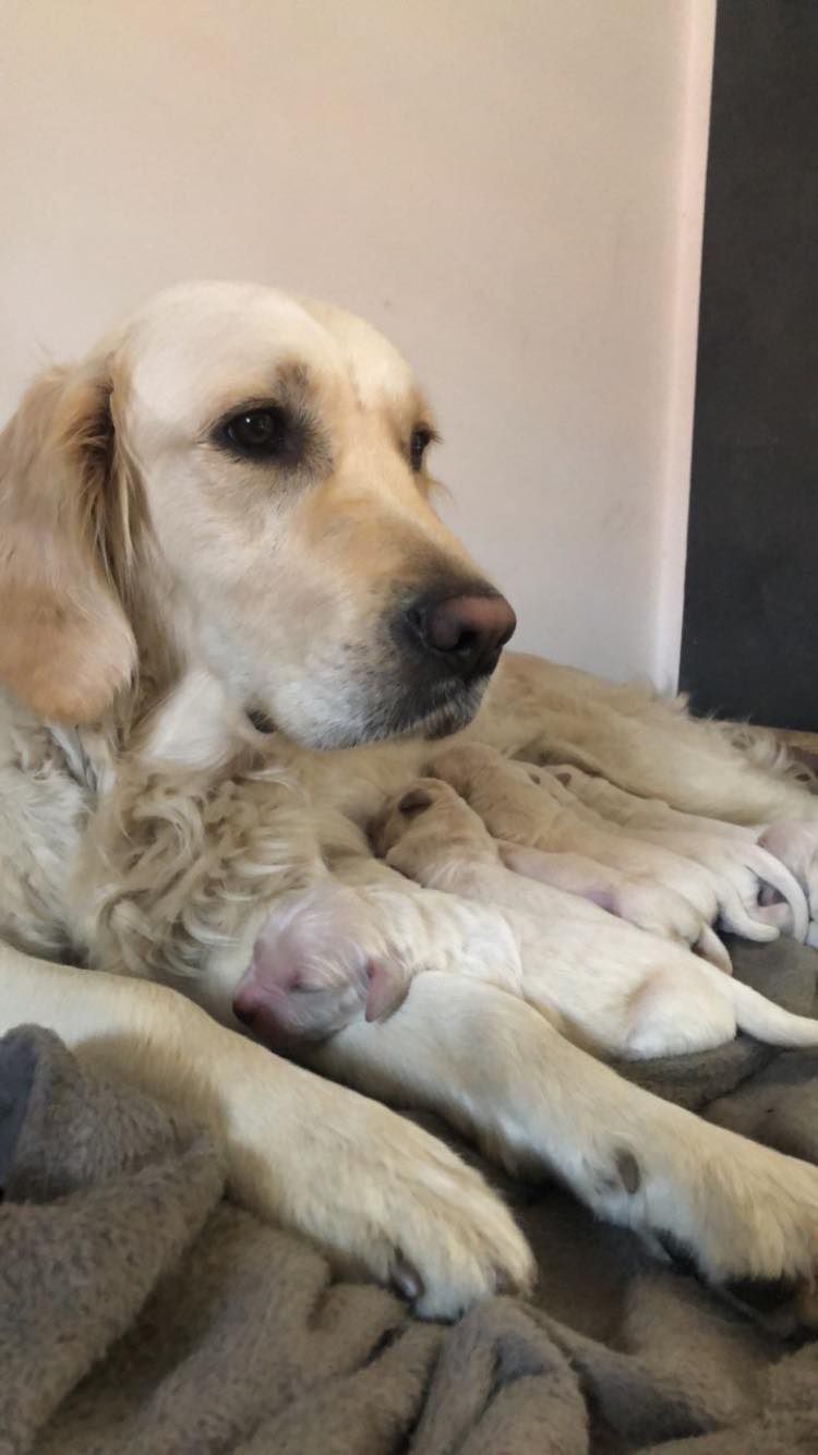 Golden Retriever suczka piesek odbiór połowa MAJA