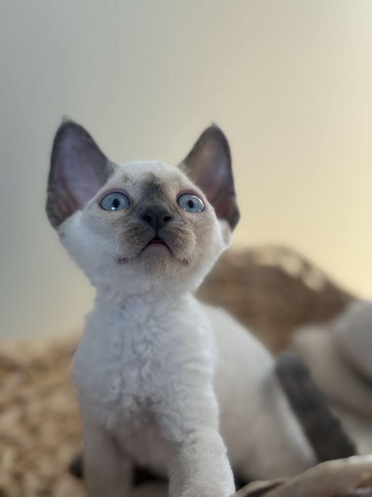 kocurek devon rex