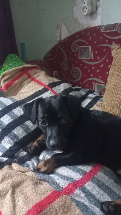 Відаємо собачку в добрі руки