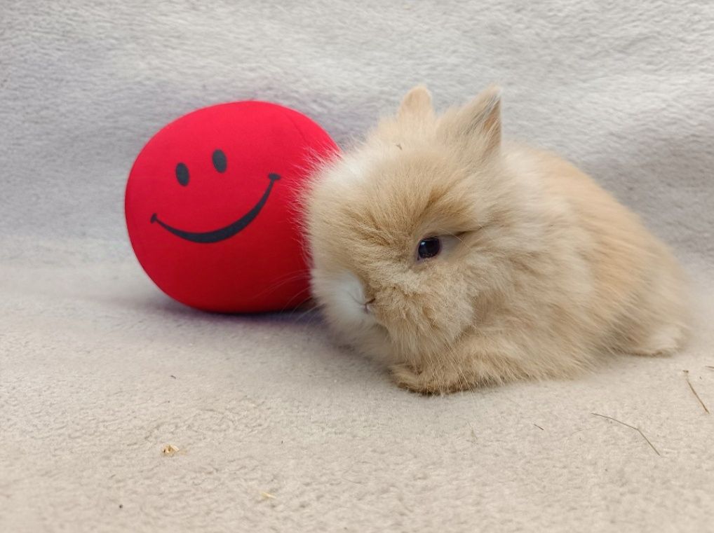 Karzełek Teddy hodowla RADOM