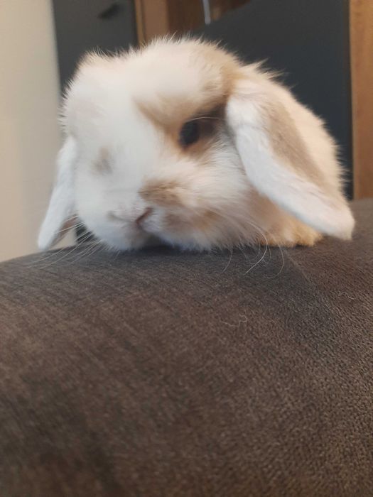 Króliki baranek miniaturka karzełek mini lop