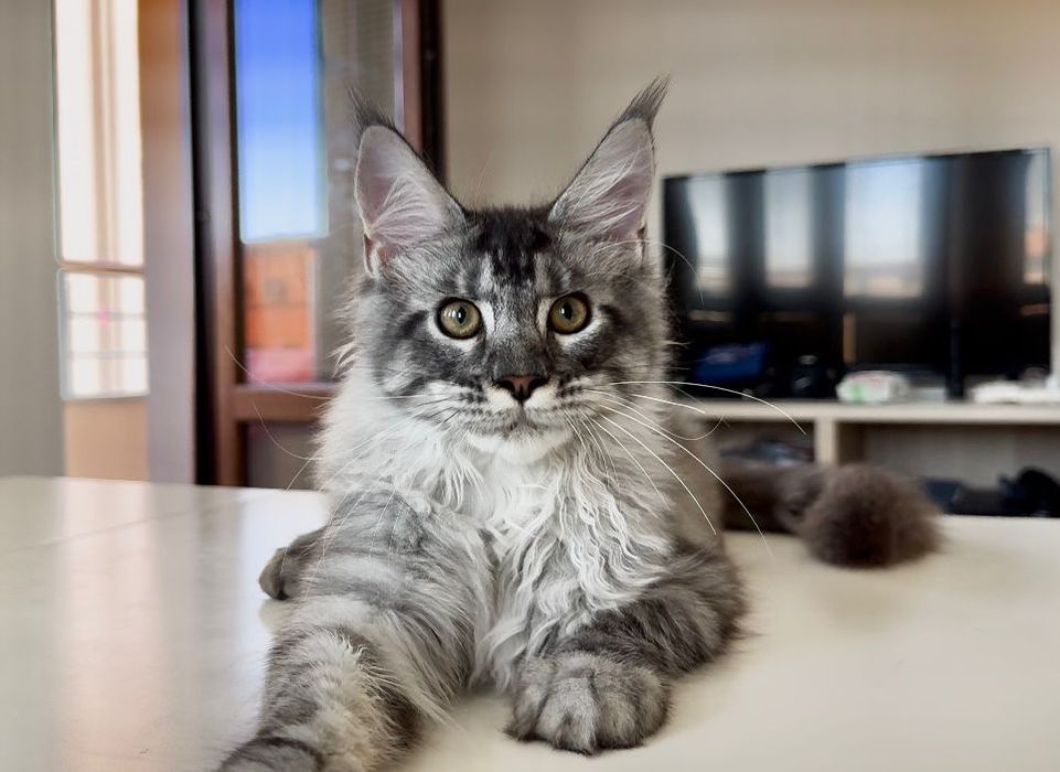 Котёнок мейнкун WCF