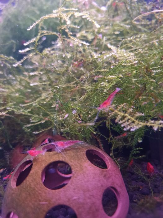 Camarões Red Cherry juvenis