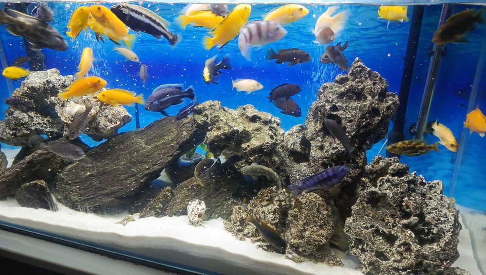 Pyszczaki około 40 sztuk