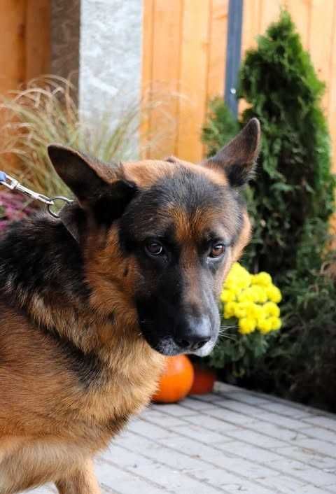 Diego Owczarek Niemiecki szuka domu