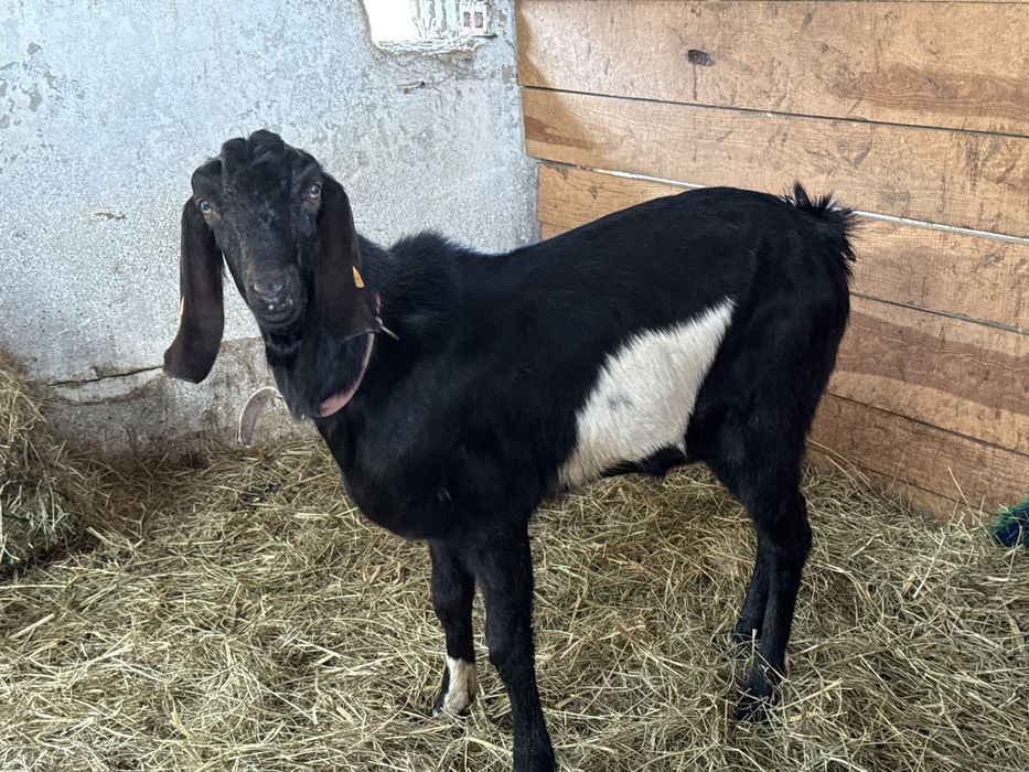 Krycie kozłem 100%AN