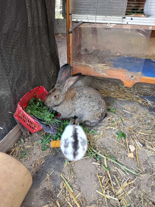 Króliki hodowlane matka z małymi i miniaturka na zamianę lub sprzedaż