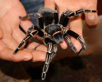 Aphonopelma seemanni взрослая самка паука птицееда для новичков