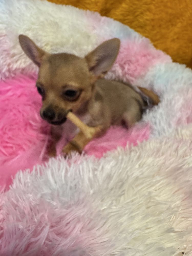 Chihuahua piesek