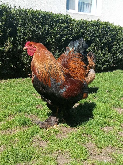 Кури брама куріпчаста