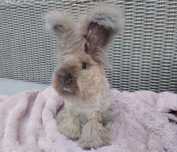 Angora angielska królik miniaturka york