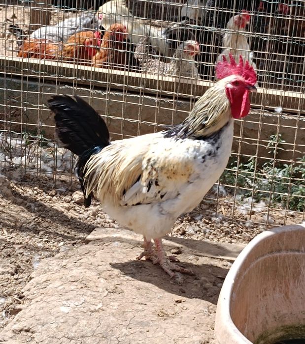 Galos Sussex procuram nova capoeira