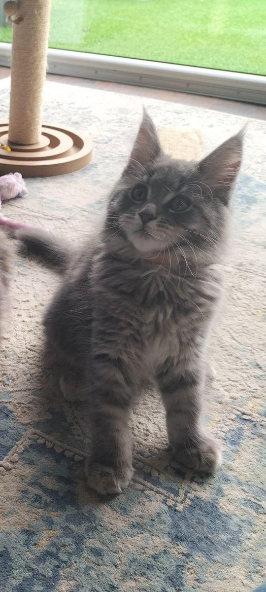 Kocurek niebieskiMaine Coon FPL
