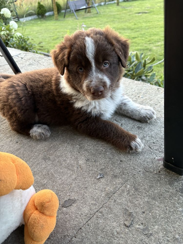 Border Collie czekoladowo-biały piesek