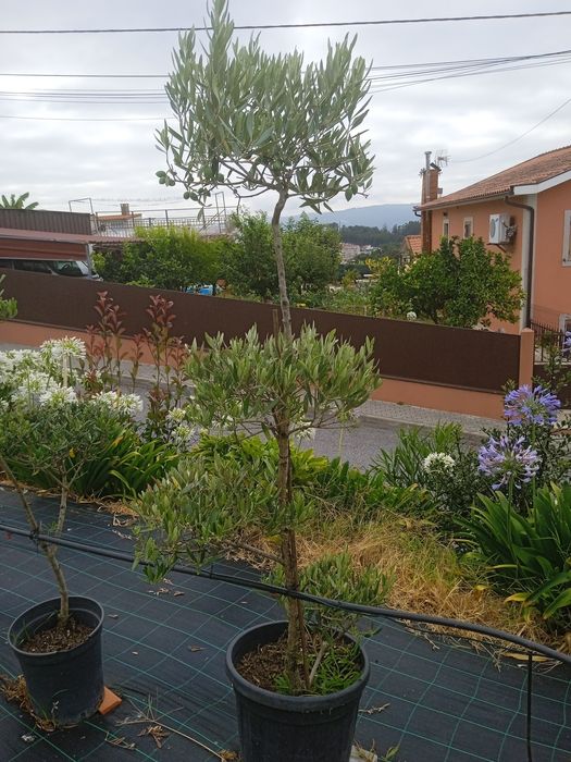 Coqueiros (2.80 a 3m)/Oliveiras vários tamanhos e preços