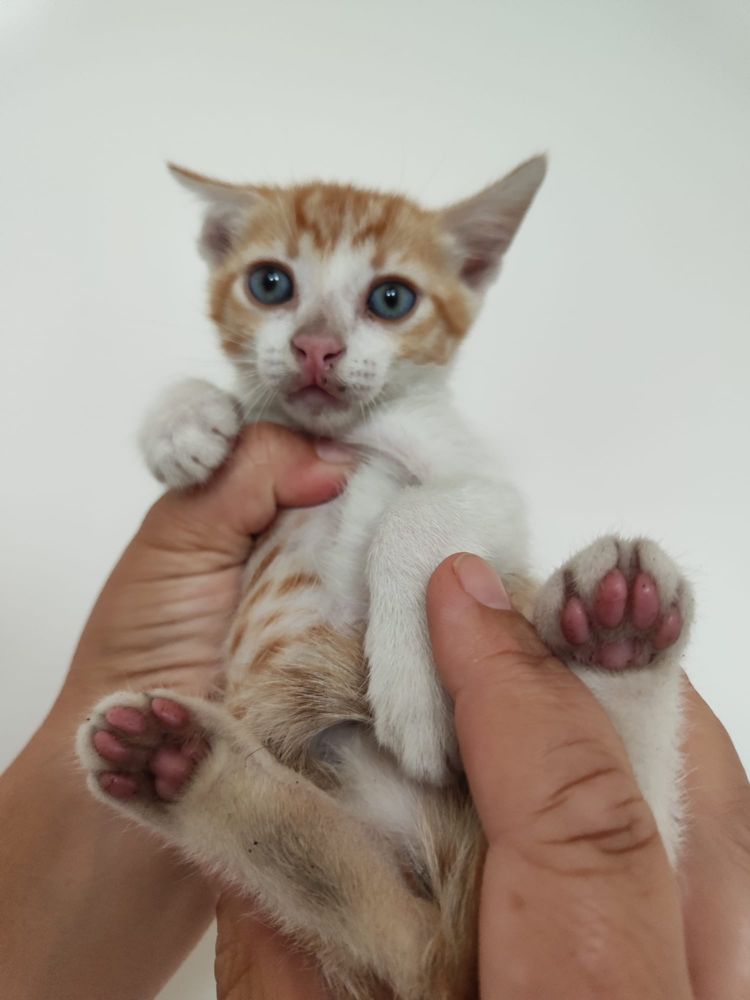 Gatinhos para adoção