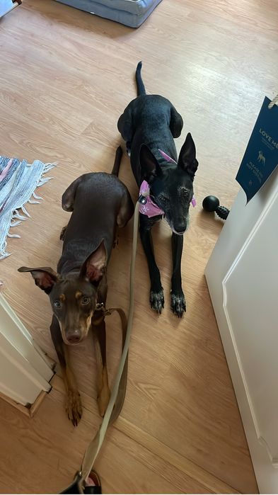 Dog sitting/ day care/ layover