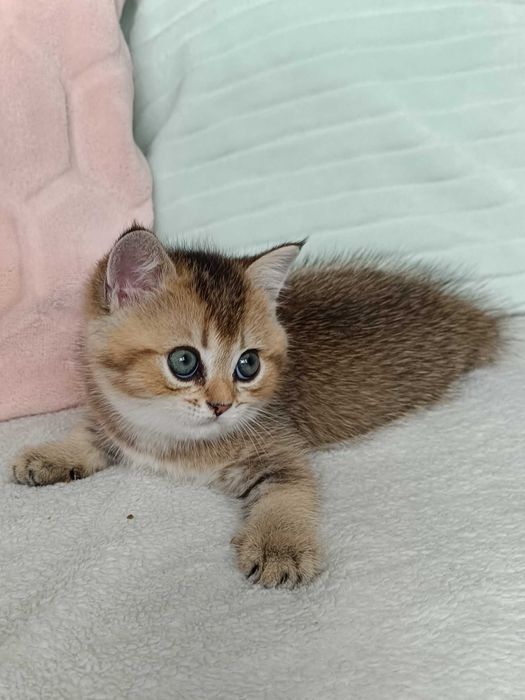 FPL Złote kocięta z hodowli Bell Parma*PL złote misie dla ciebie kotek