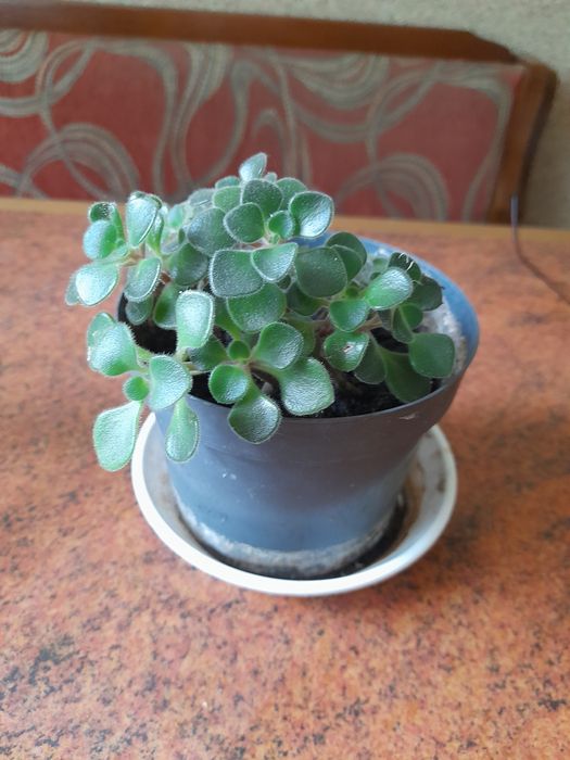 Кімнатні рослини дешево