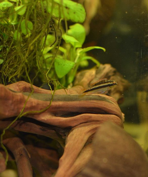 Barwniak czerwonobrzuchy młode i duże od 1,5cm -Pelvicachromis pulcher