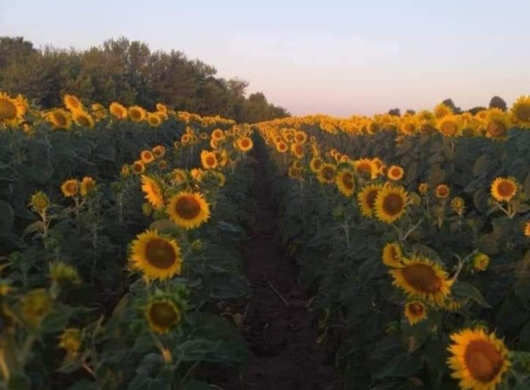 Насіння соняшника Трибьют