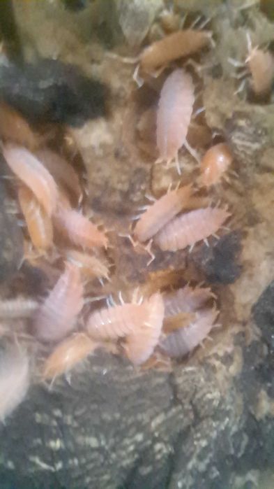 zestaw isopod porcelionides pruinosus 4 odmiany-promocja