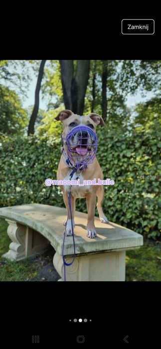 Kaganiec Chopo rottweilerka