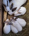 Króliki kalifornijskie czarne samiczki