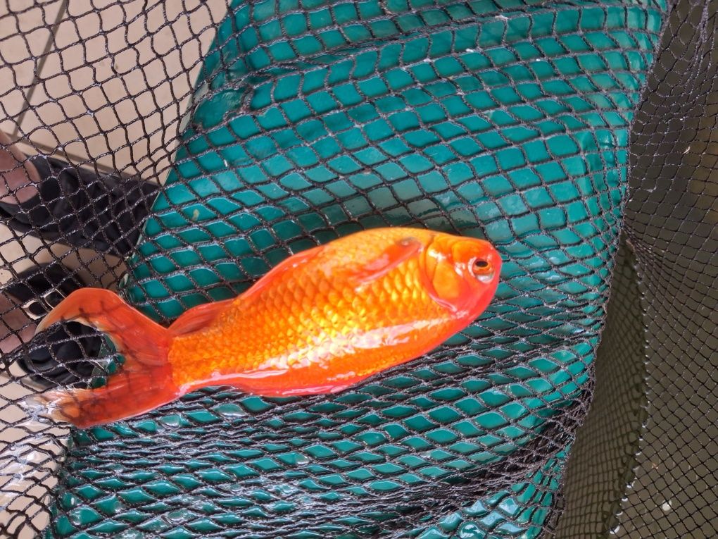 Peixes lago/pimpoes/cometas grandes, reprodutores!