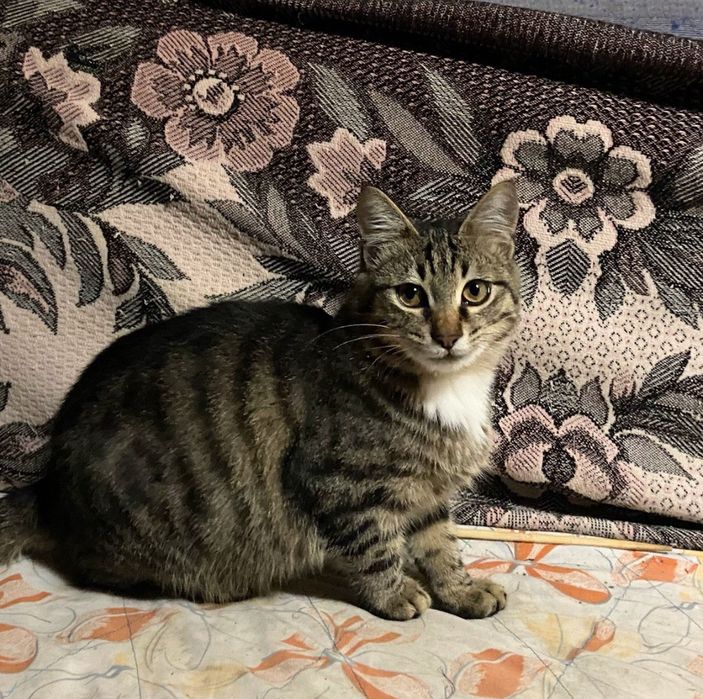 Кошенята в добрі руки