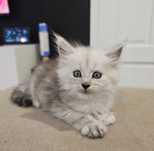Koteczka Maine coon srebro