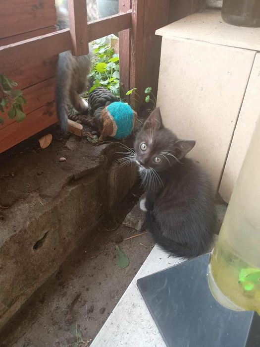 Oddam kotki w dobre ręce
